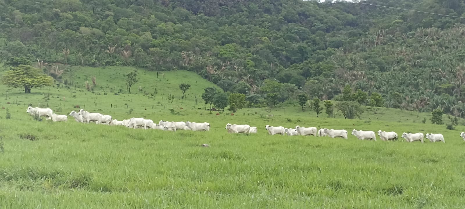 Fazenda - 1286,5 hectares