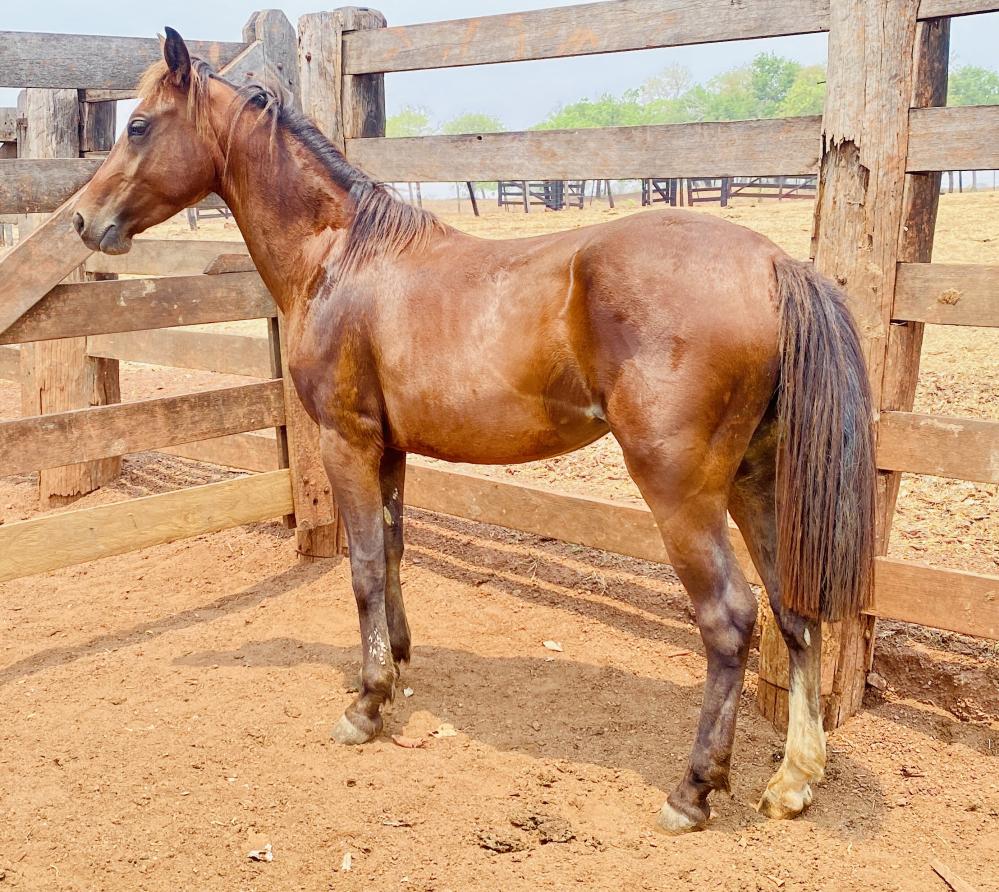 Pulverizador Turbo Jet