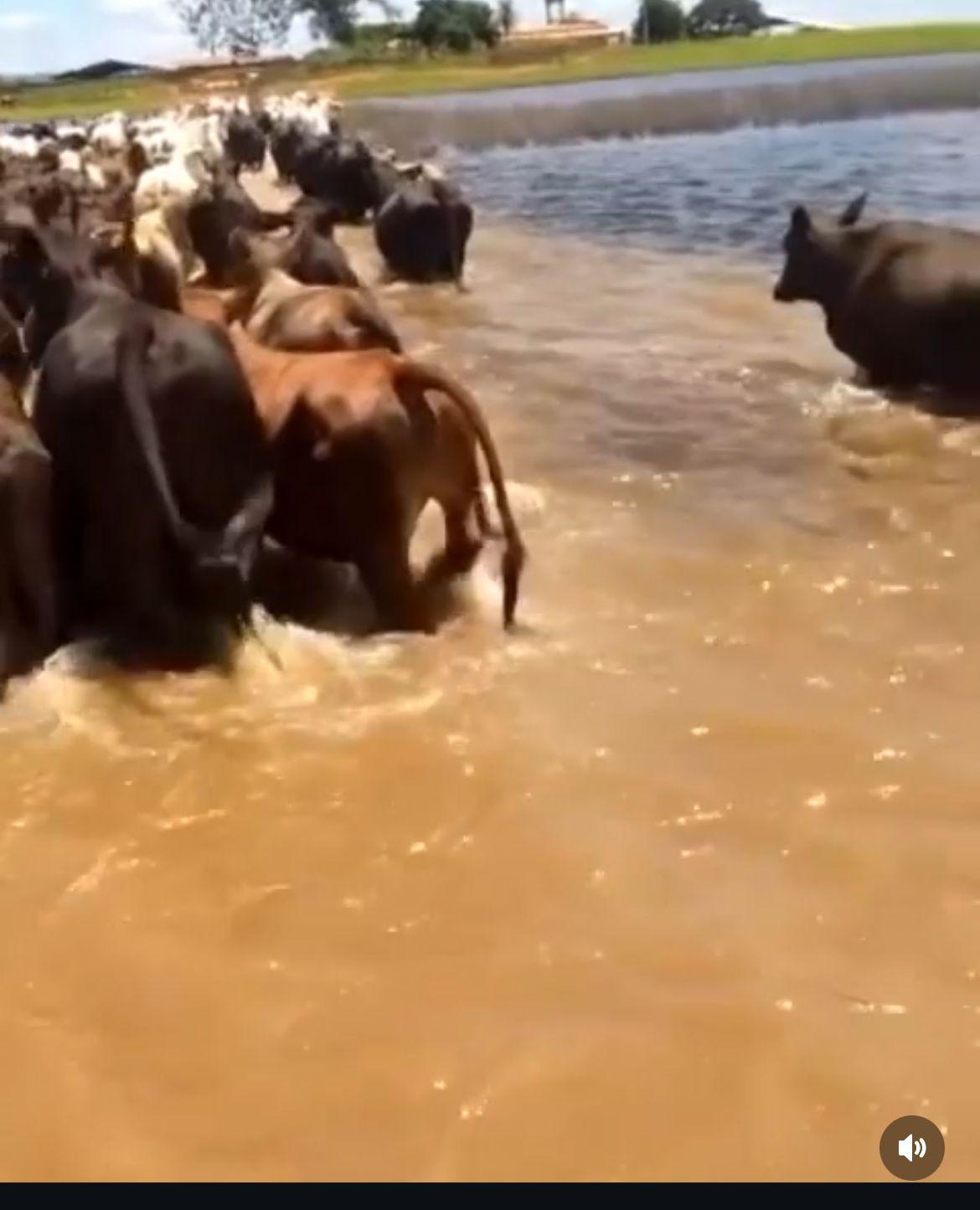 FAZENDA À VENDA OESTE DA BAHIA