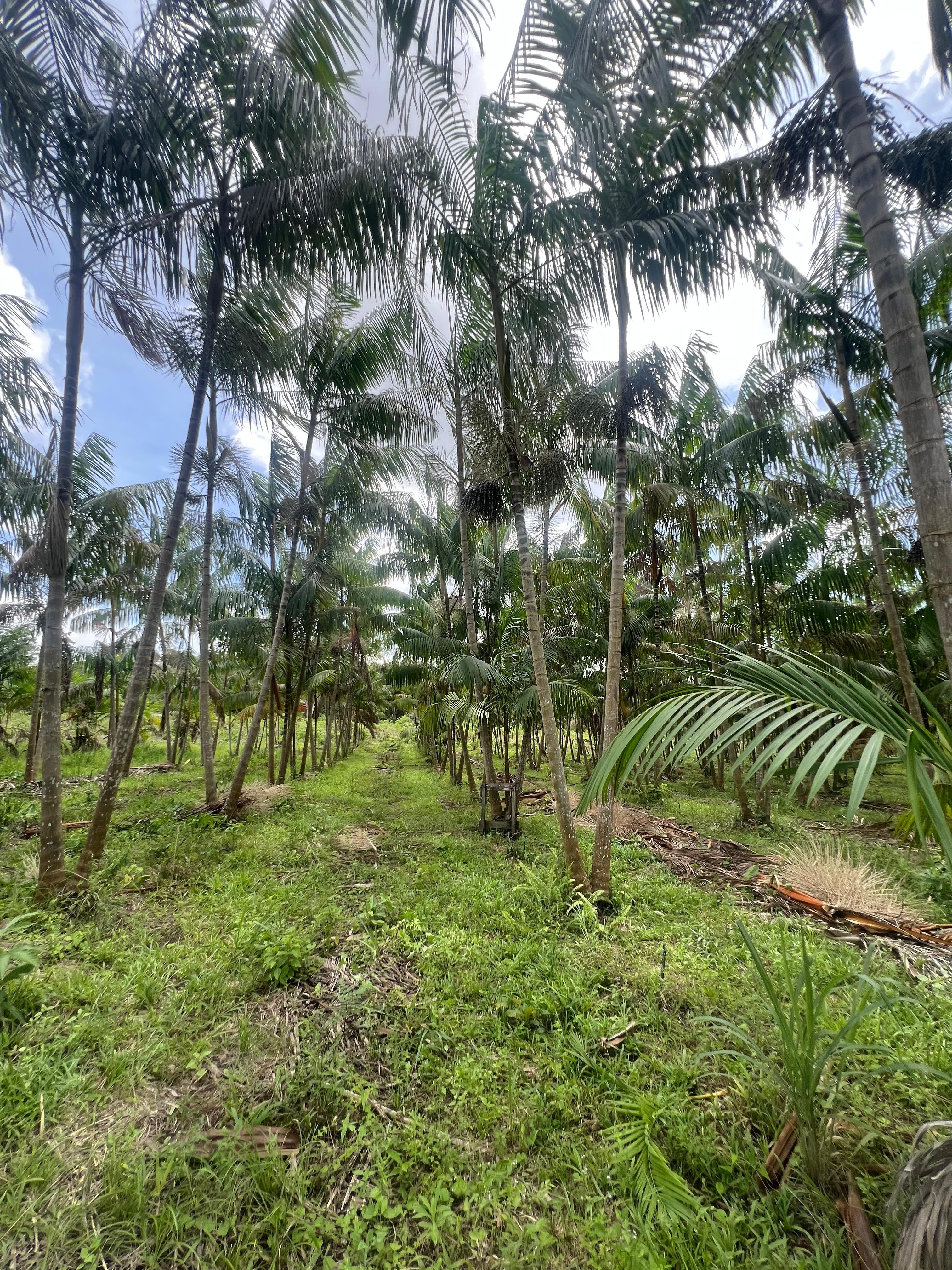 SÍTIO COM PLANTAÇÕES FUTIFERAS