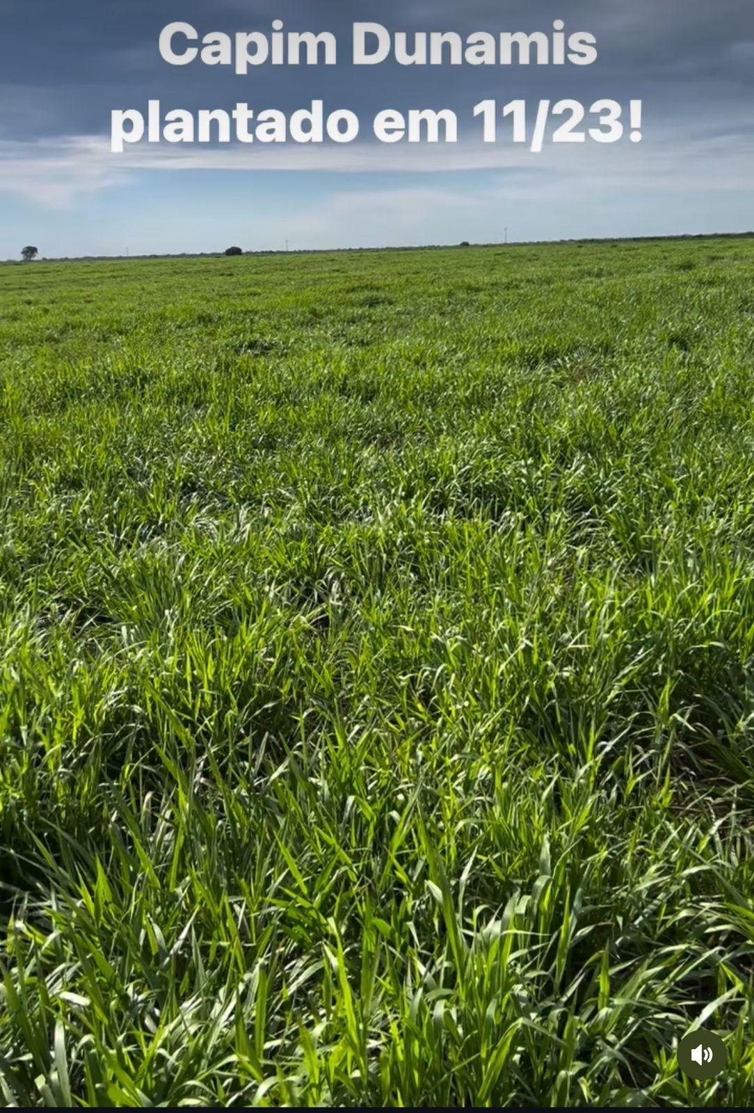 FAZENDA À VENDA OESTE DA BAHIA