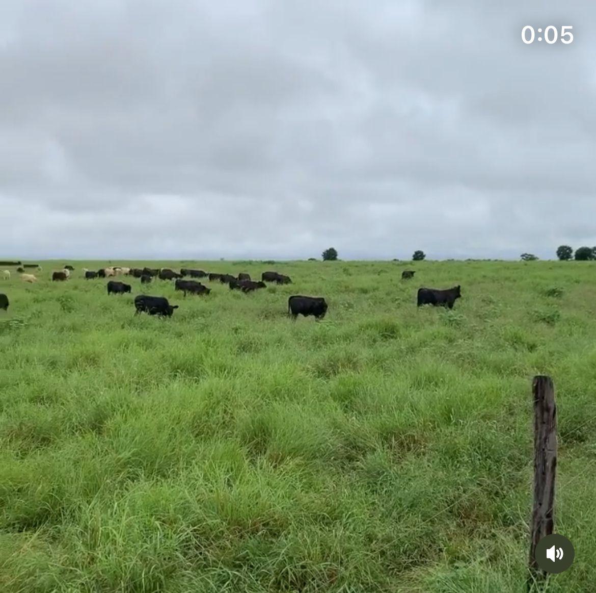 FAZENDA À VENDA OESTE DA BAHIA