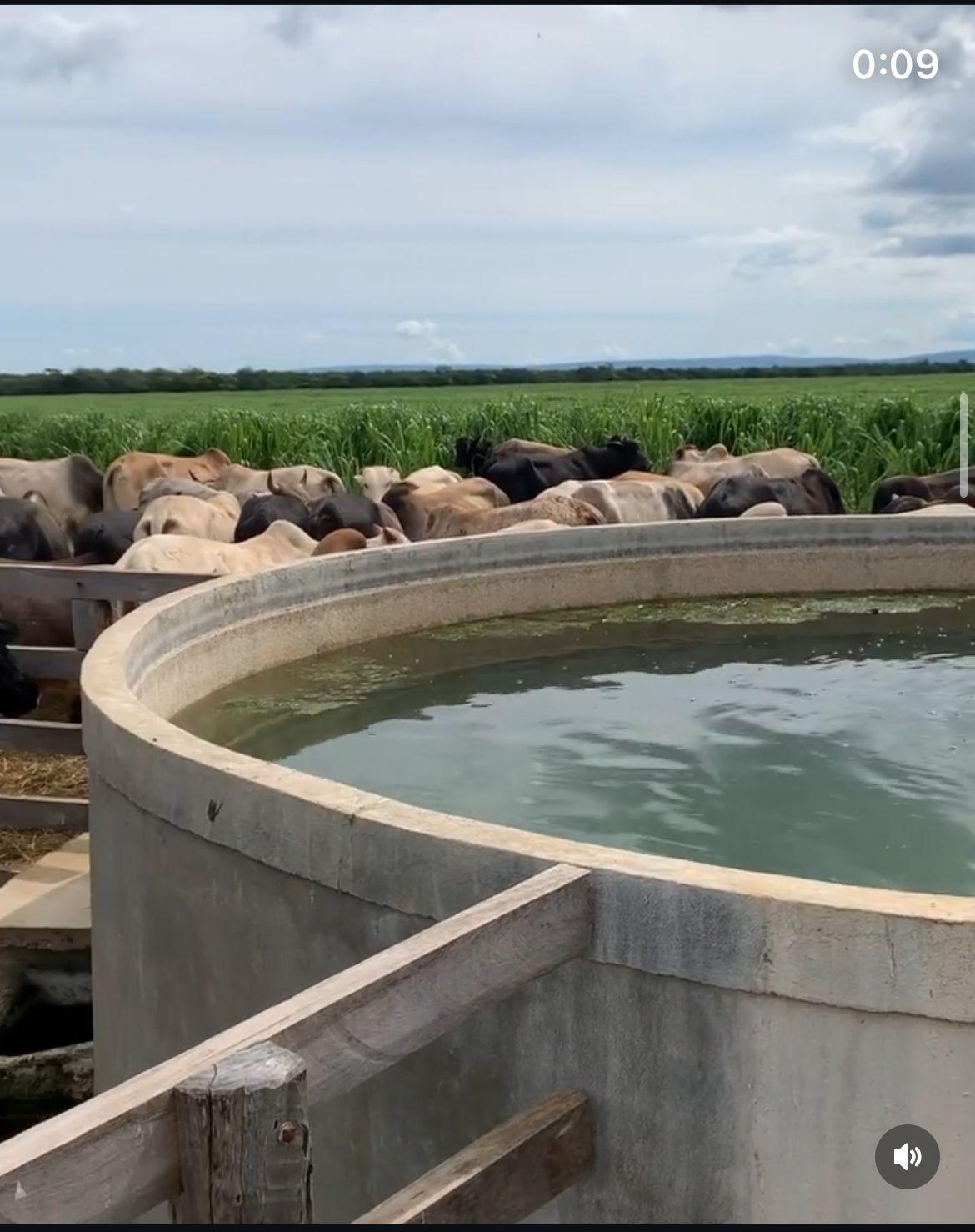 FAZENDA À VENDA OESTE DA BAHIA