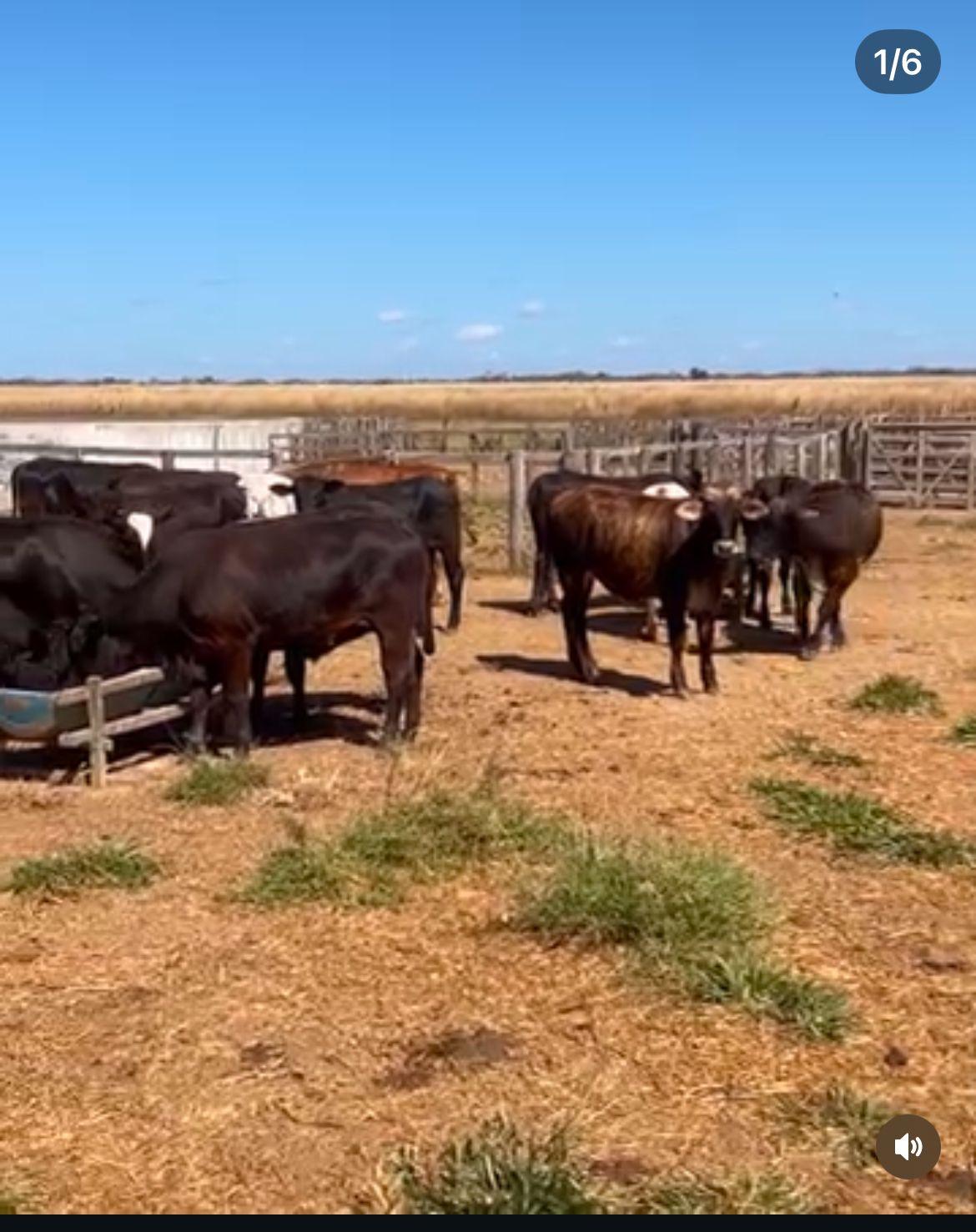 FAZENDA À VENDA OESTE DA BAHIA