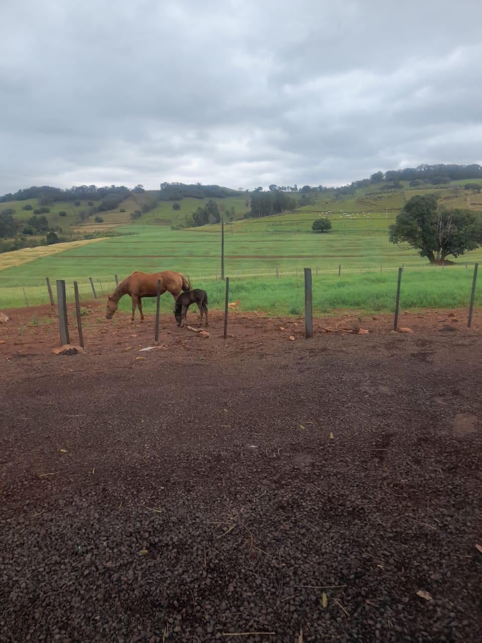Fazenda Na região de Londrina