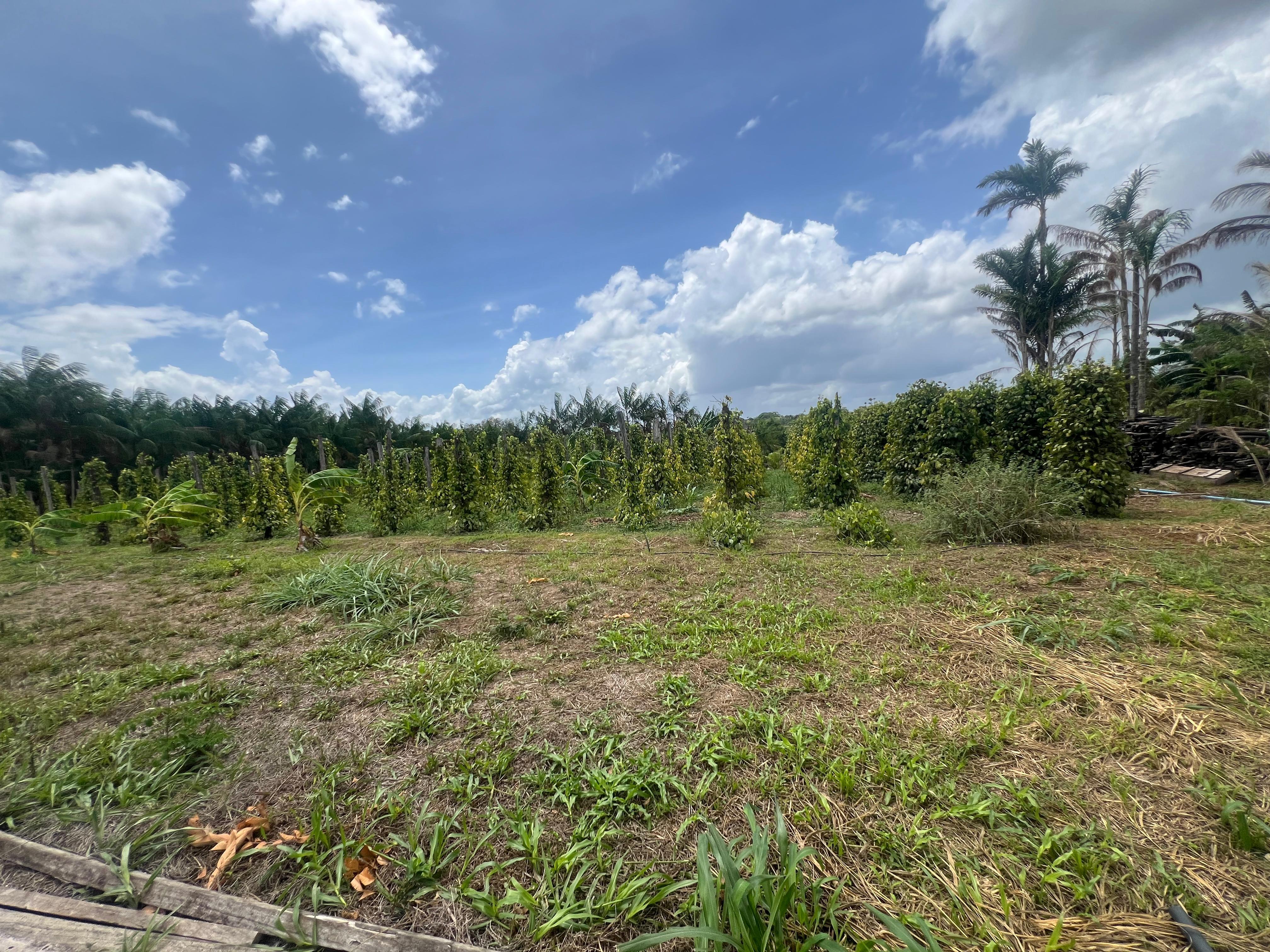 SÍTIO COM PLANTAÇÕES FUTIFERAS