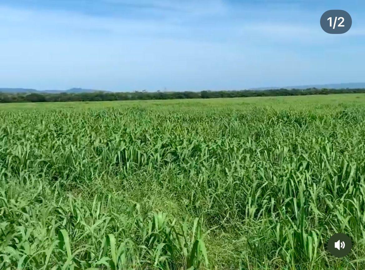 FAZENDA À VENDA OESTE DA BAHIA