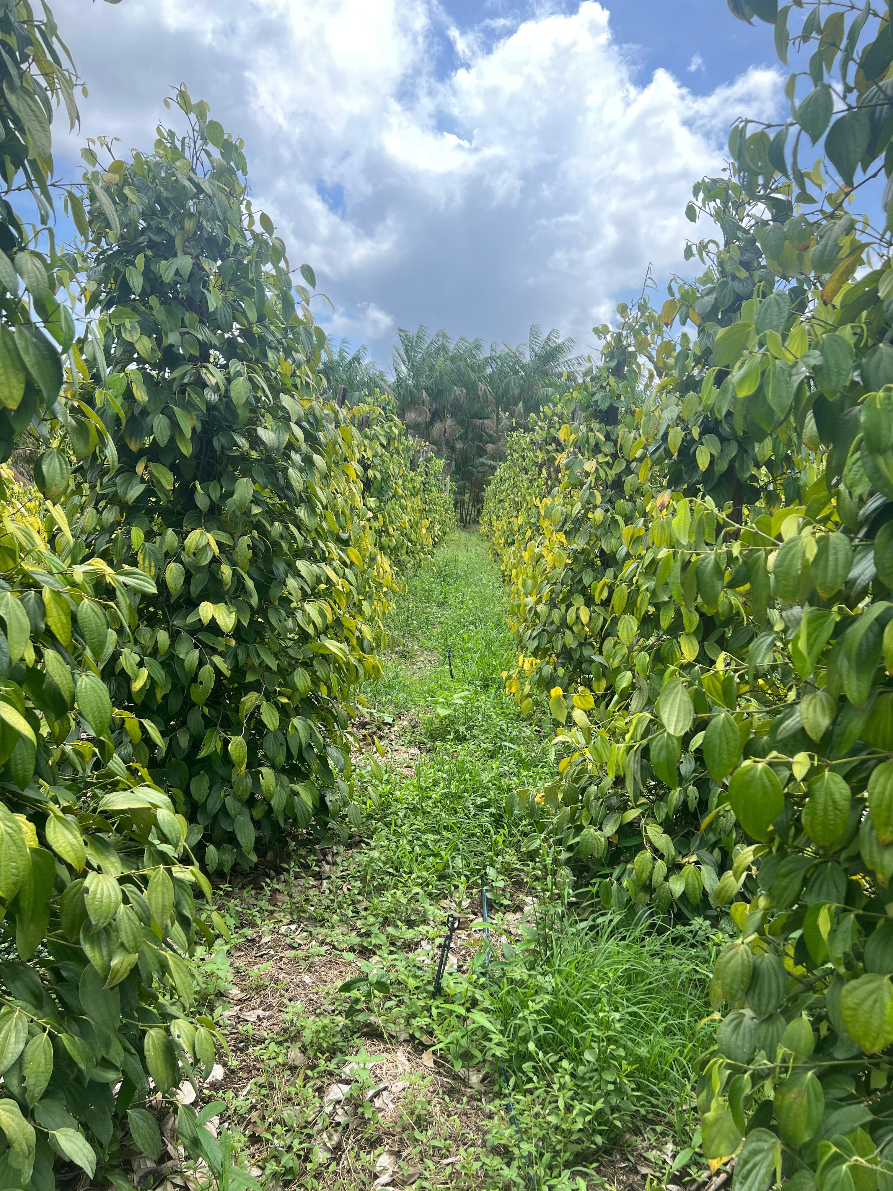 SÍTIO COM PLANTAÇÕES FUTIFERAS