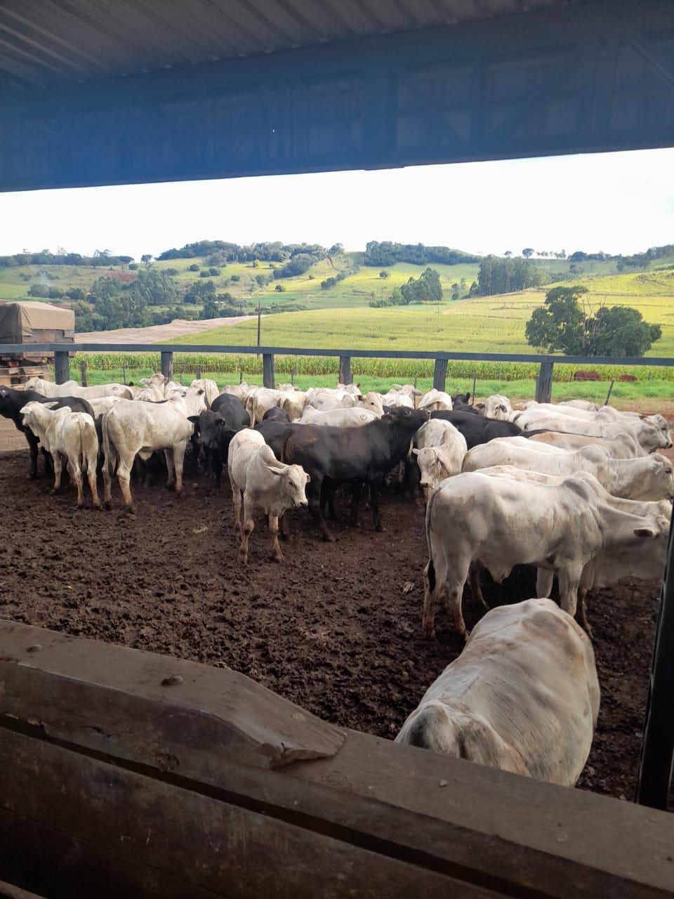 Fazenda Na região de Londrina