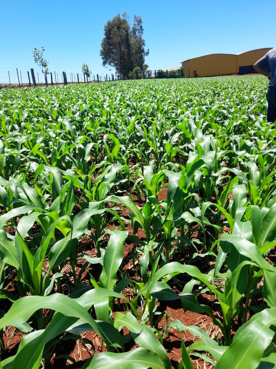 Fazenda Na região de Londrina
