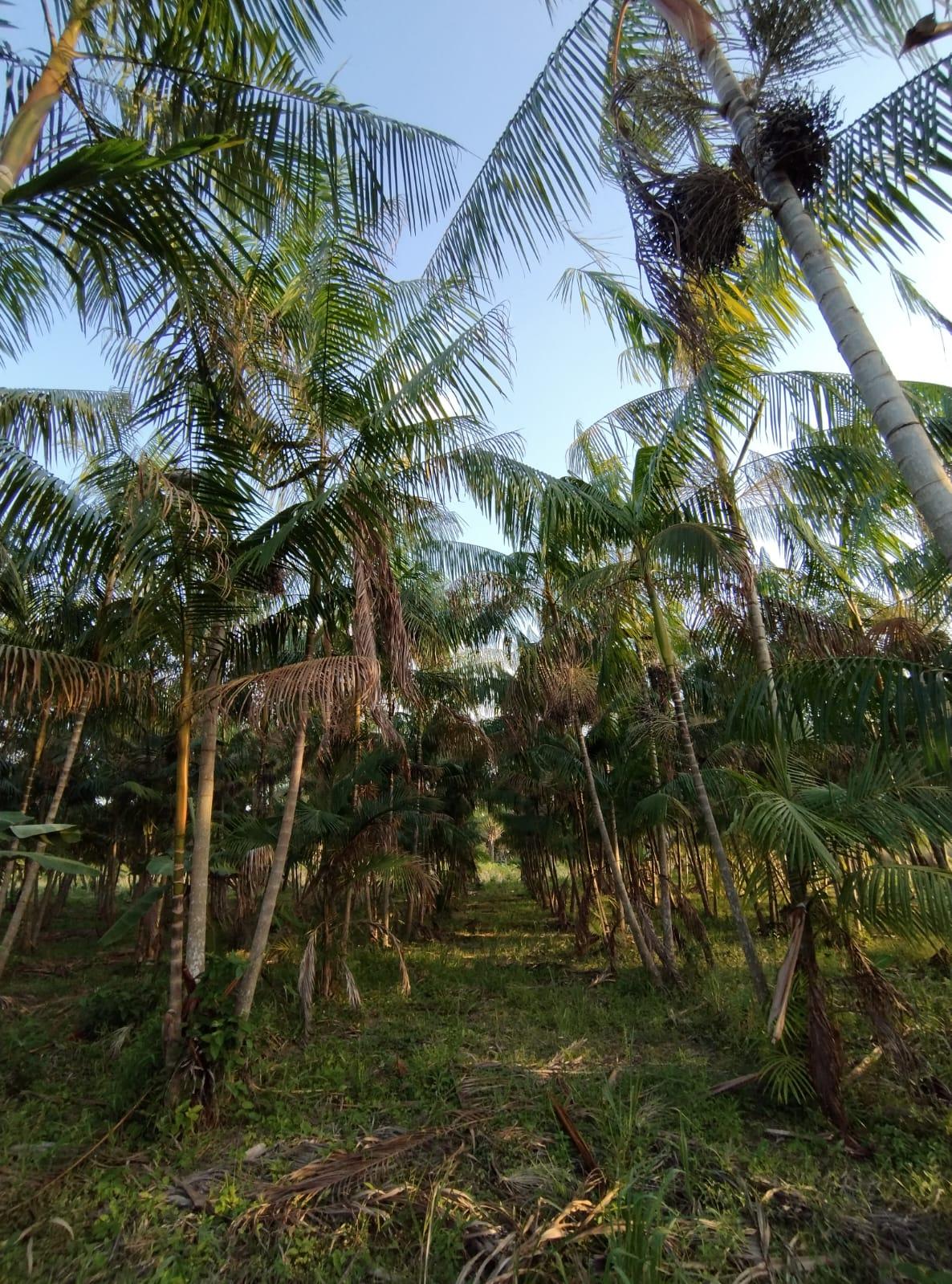 SÍTIO COM PLANTAÇÕES FUTIFERAS