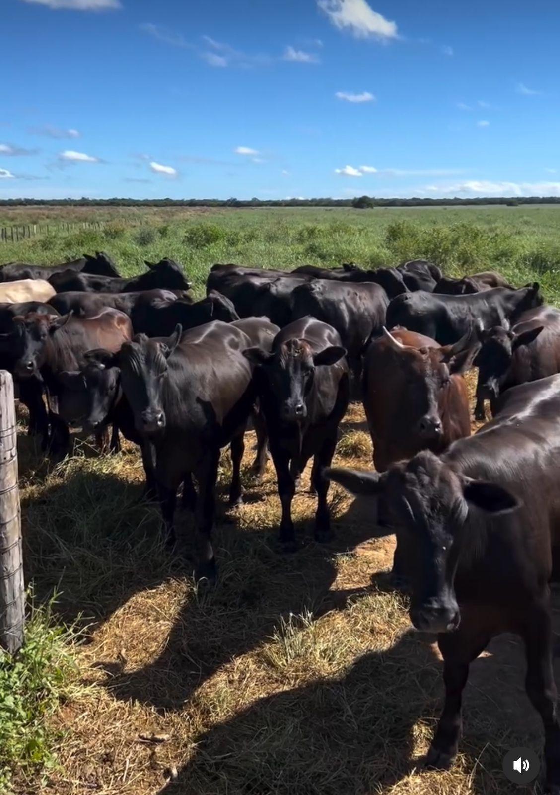 FAZENDA À VENDA OESTE DA BAHIA