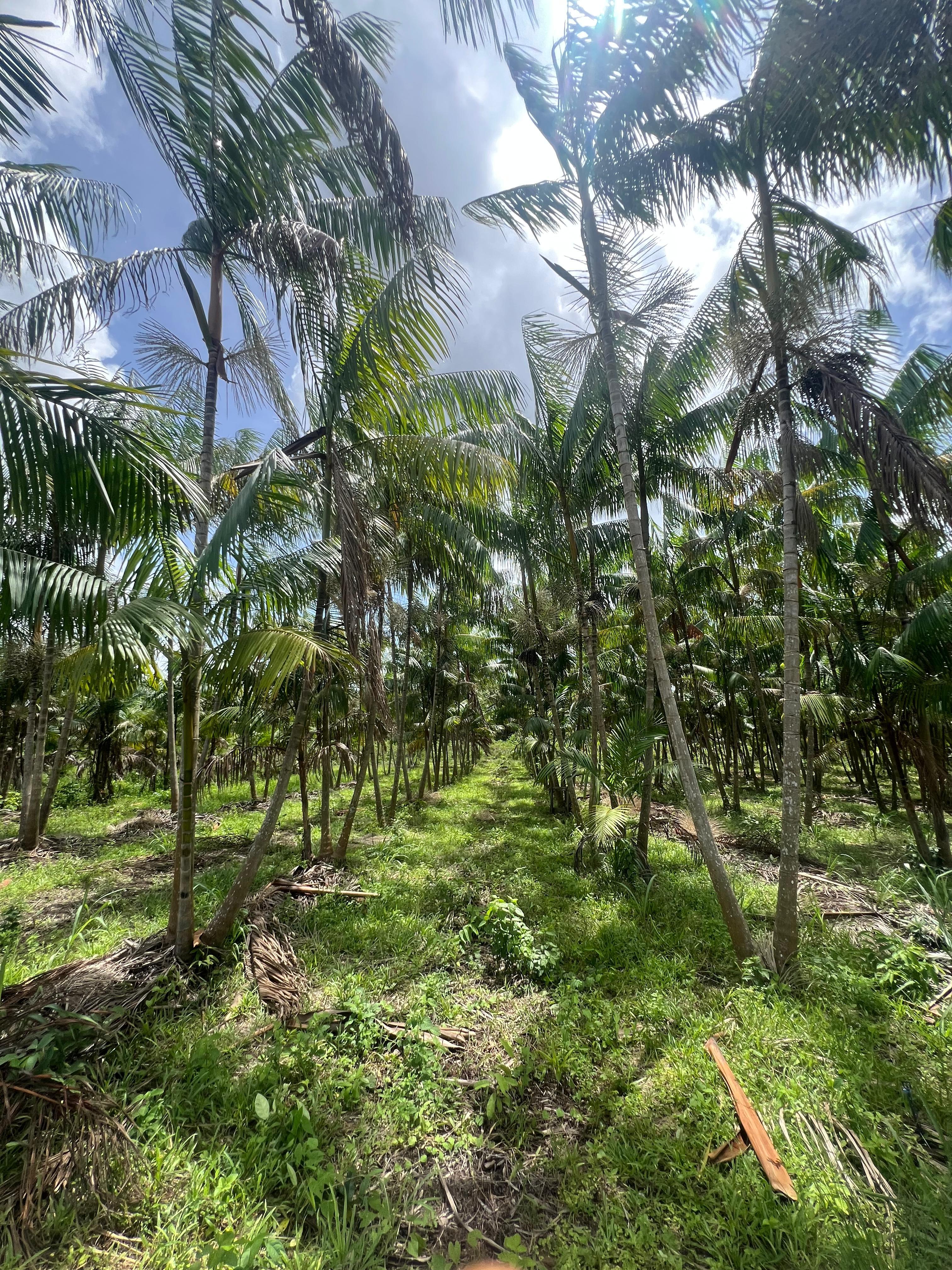 SÍTIO COM PLANTAÇÕES FUTIFERAS