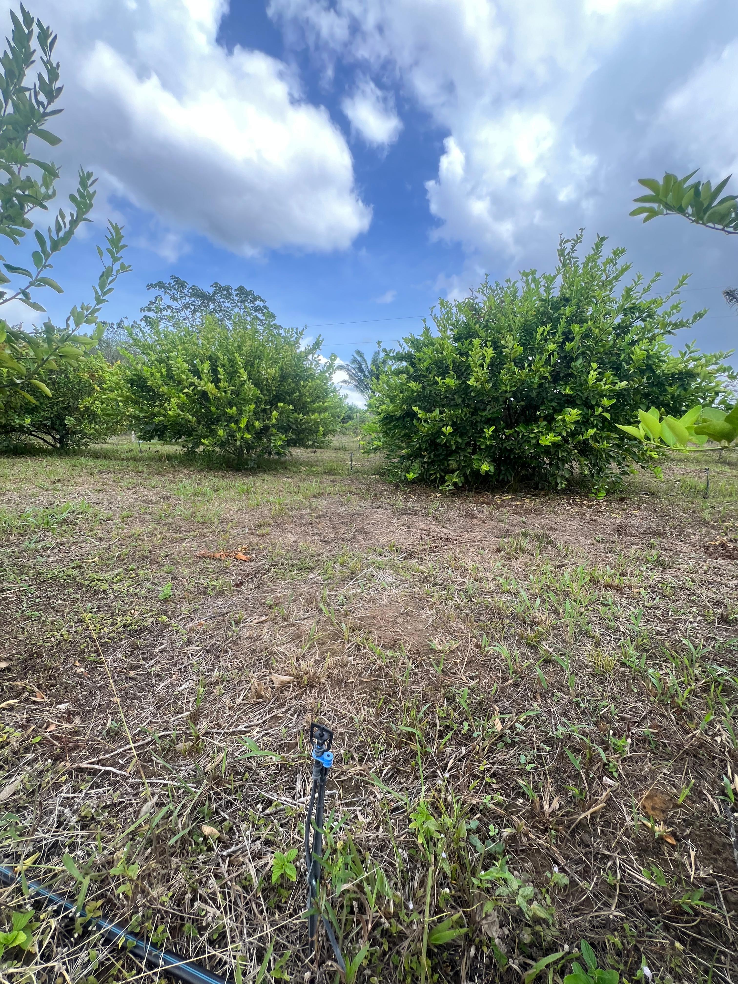 SÍTIO COM PLANTAÇÕES FUTIFERAS