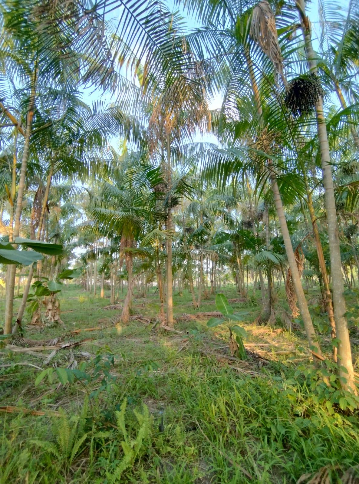 SÍTIO COM PLANTAÇÕES FUTIFERAS