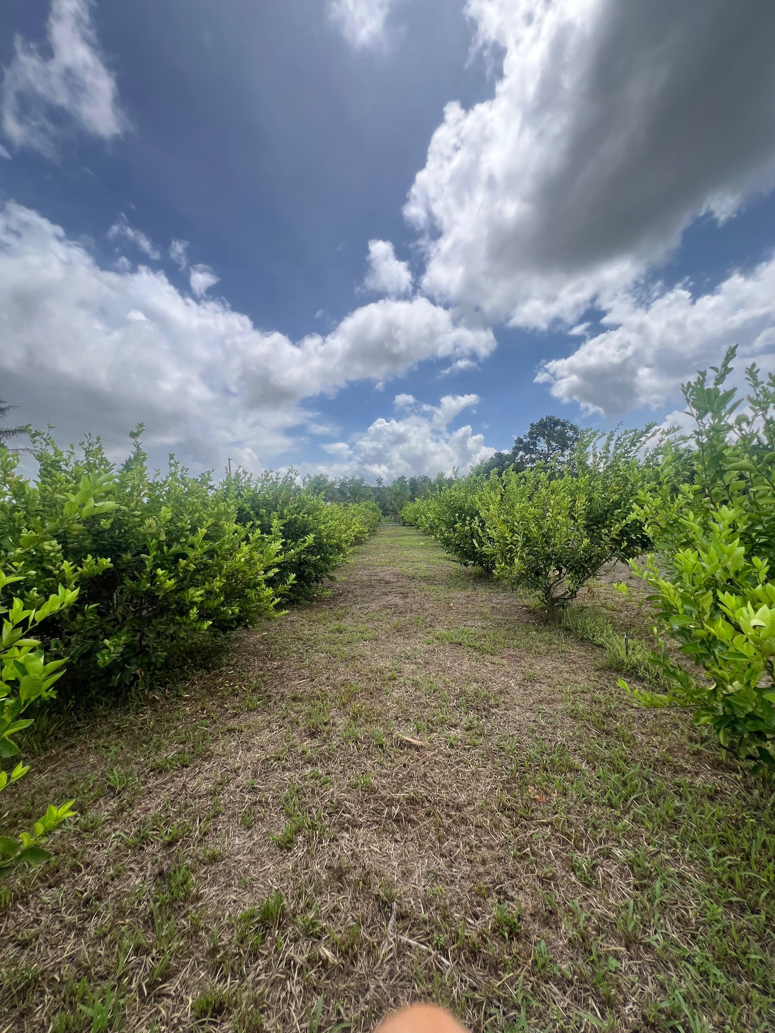 SÍTIO COM PLANTAÇÕES FUTIFERAS