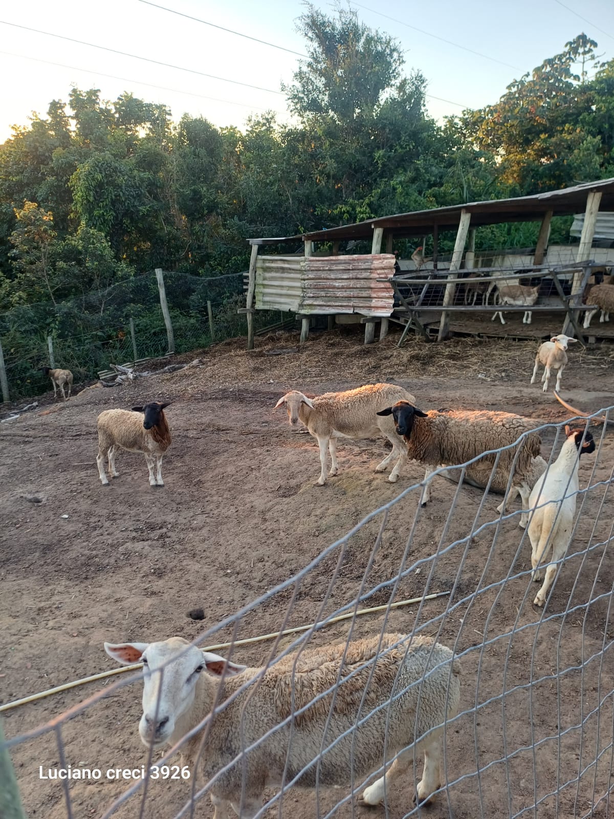 *VENDO CHACARA COM 4 HECTARES EM RIO LARGO - Alagoas - Perfeita