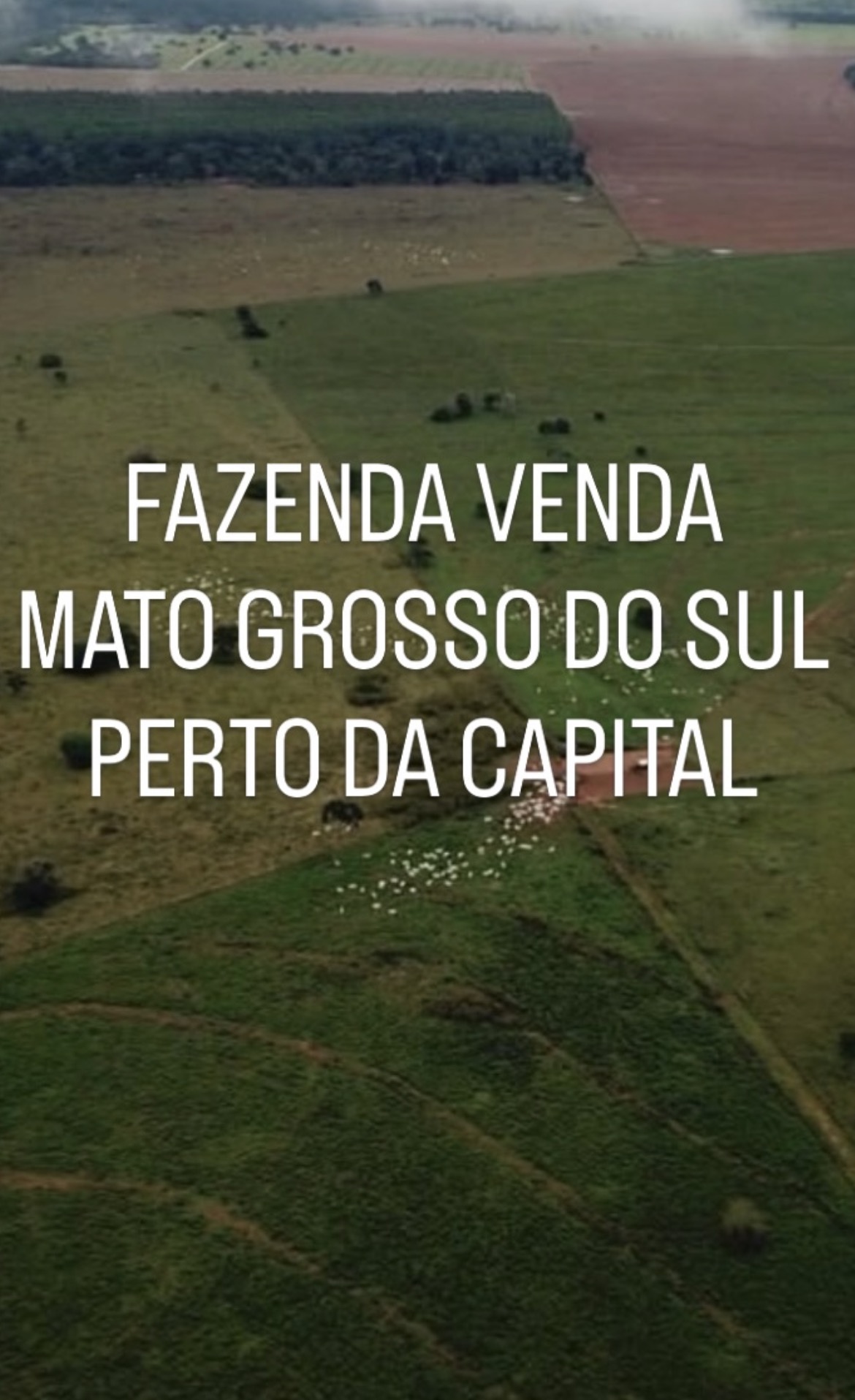 FAZENDA NA PECUÁRIA VIZINHO DA SOJA PERTO DA CAPITAL MS