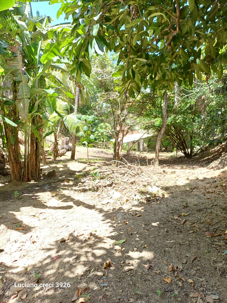 SITIO EM PARIPUEIRA - ALAGOAS