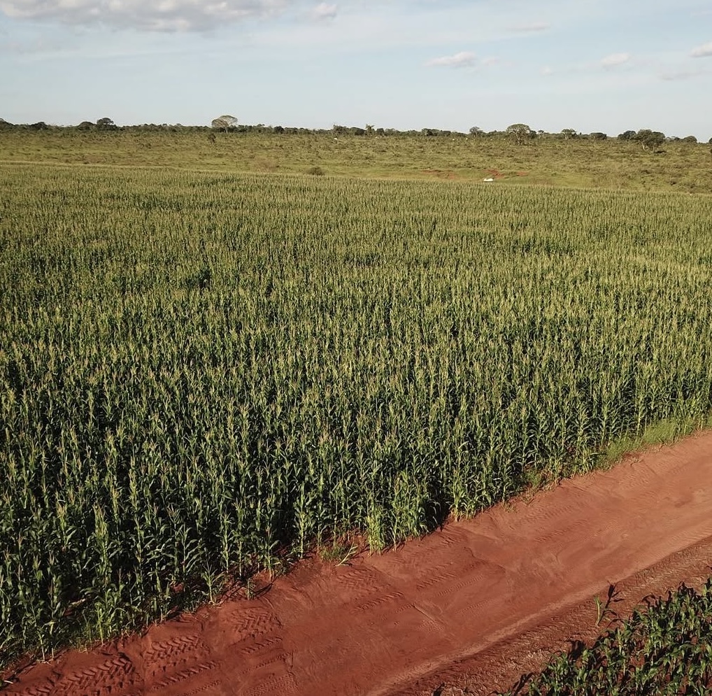 OPORTUNIDADE! FAZENDA DE SOJA E MILHO À VENDA - CAMPO GRANDE - ANHANDUÍ - MS