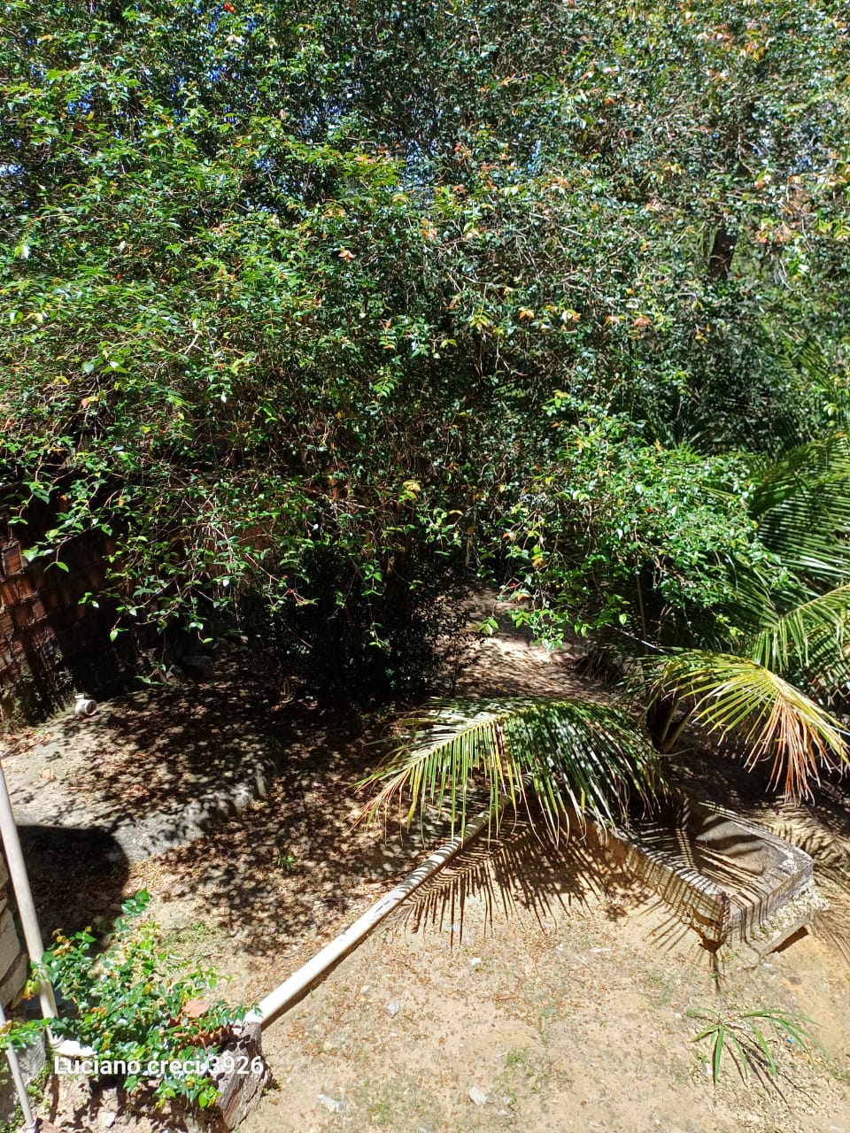 SITIO EM PARIPUEIRA - ALAGOAS