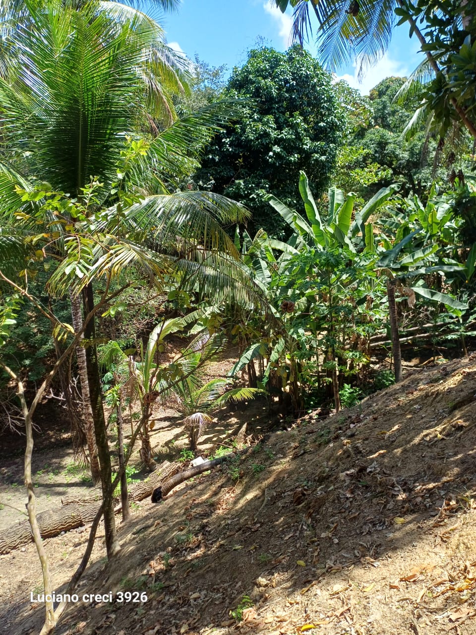 SITIO EM PARIPUEIRA - ALAGOAS