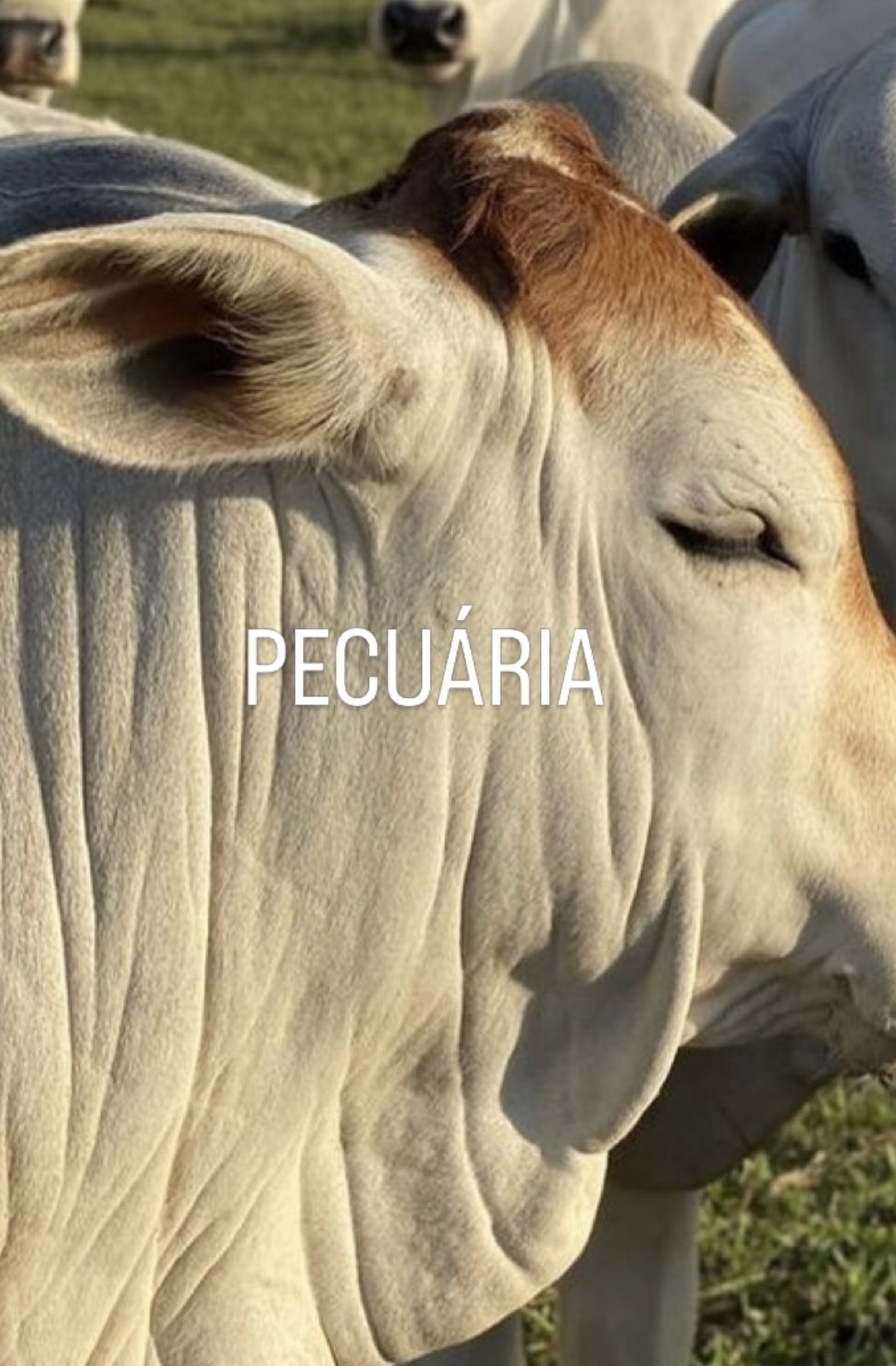 FAZENDA NA PECUÁRIA VIZINHO DA SOJA PERTO DA CAPITAL MS